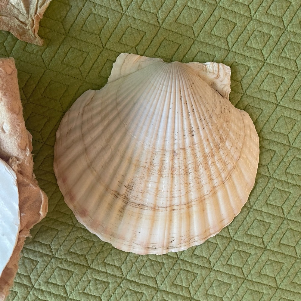Large Sea Shell Appetizer Plates - Set of 8